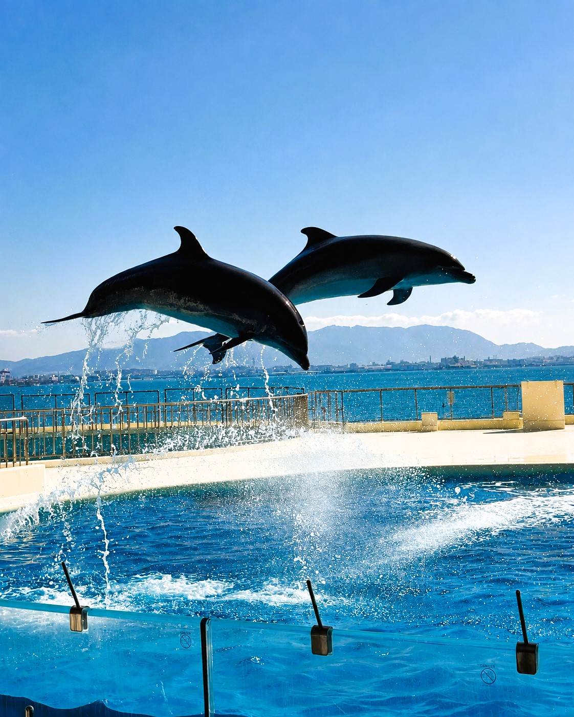 日本福岡 海之中道海洋世界（Marine World Uminonakamichi）的海豚表演，兩隻海豚在水池上方躍起。