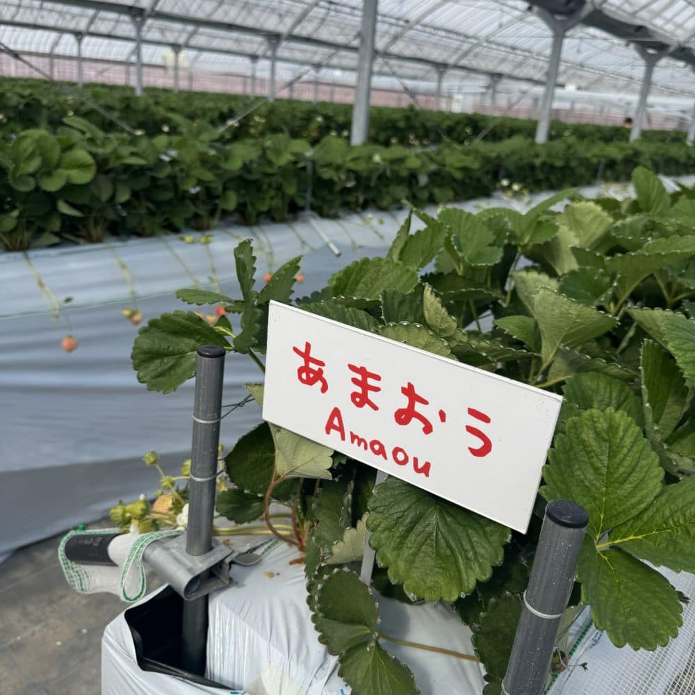 Itadaki Strawberry Farm 溫室內以高設植床種植的 Amaou 草莓,可即場採摘。