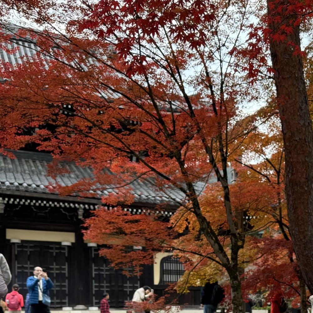 Red Japanese maple leaves framing the grand wooden Sanmon Gate with visitors during autumn peak season at Nanzen-ji Temple in Kyoto, Japan.