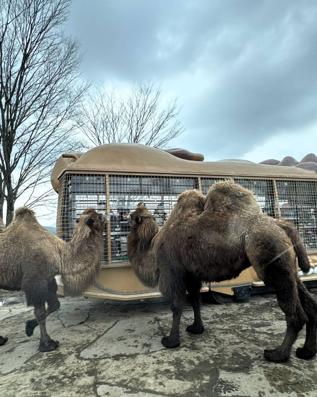 日本大分九州自然野生動物公園 African Safari 內，雙峰駱駝走近叢林巴士鐵網車窗旁的訪客。