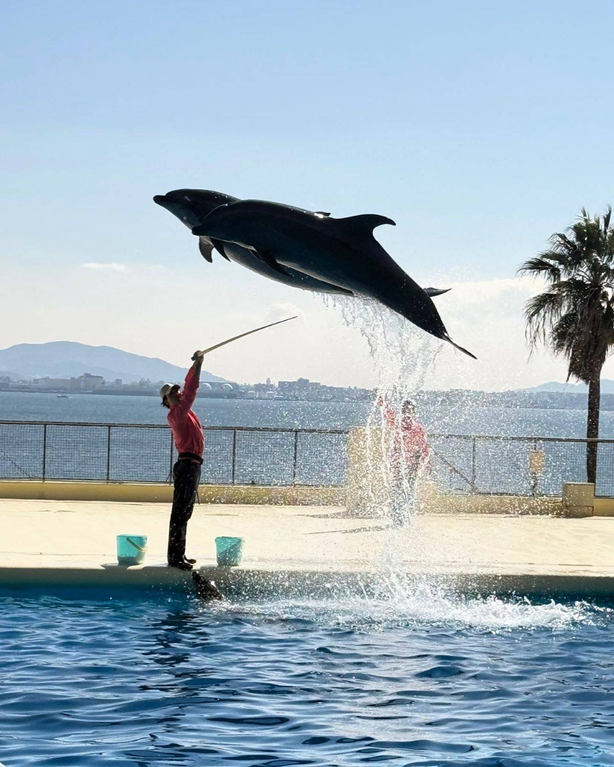 Two dolphins jumping high over a trainer during an outdoor dolphin show performance at Marine World Uminonakamichi in Fukuoka, Japan.