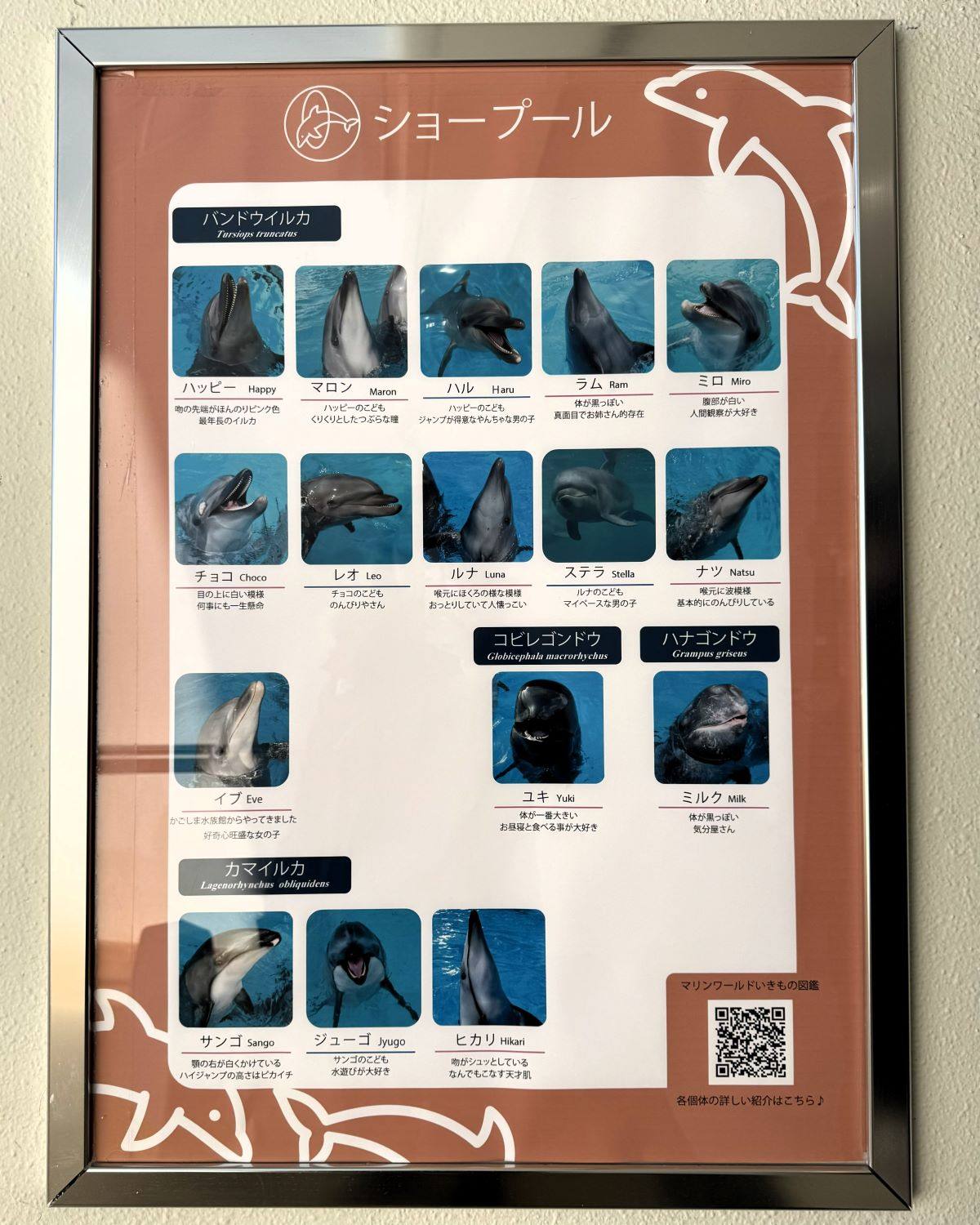 Framed profile board introducing individual show dolphins and whales at Marine World Uminonakamichi in Fukuoka, Japan.