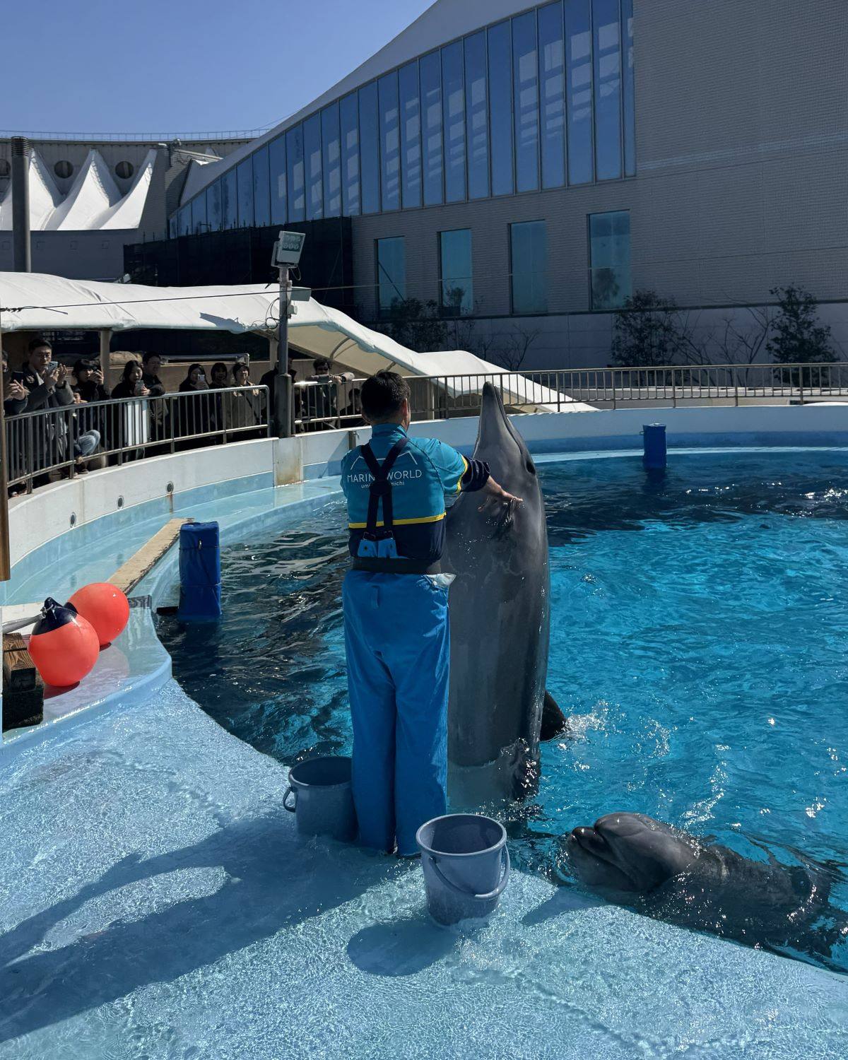 Dolphin interaction and training session at an outdoor pool with Marine World Uminonakamichi's iconic modern architecture in Fukuoka, Japan.