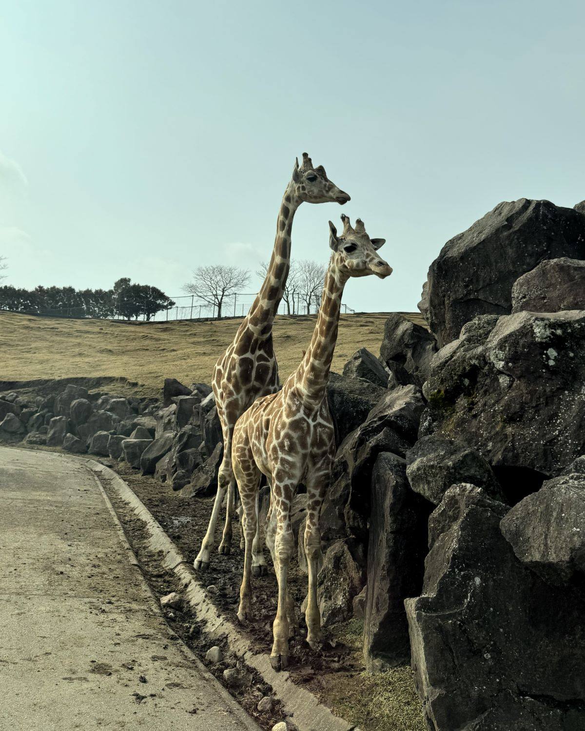 日本大分縣九州自然野生動物公園 African Safari 草食動物野生動物園區內，兩隻長頸鹿站在鋪裝道路及岩石牆旁。