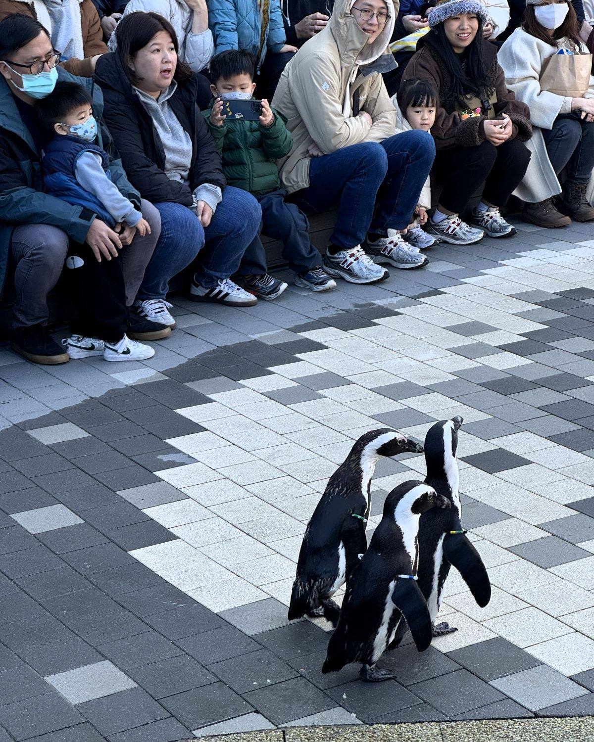 Penguins waddling past seated visitors during an outdoor penguin parade at Marine World Uminonakamichi in Fukuoka, Japan.