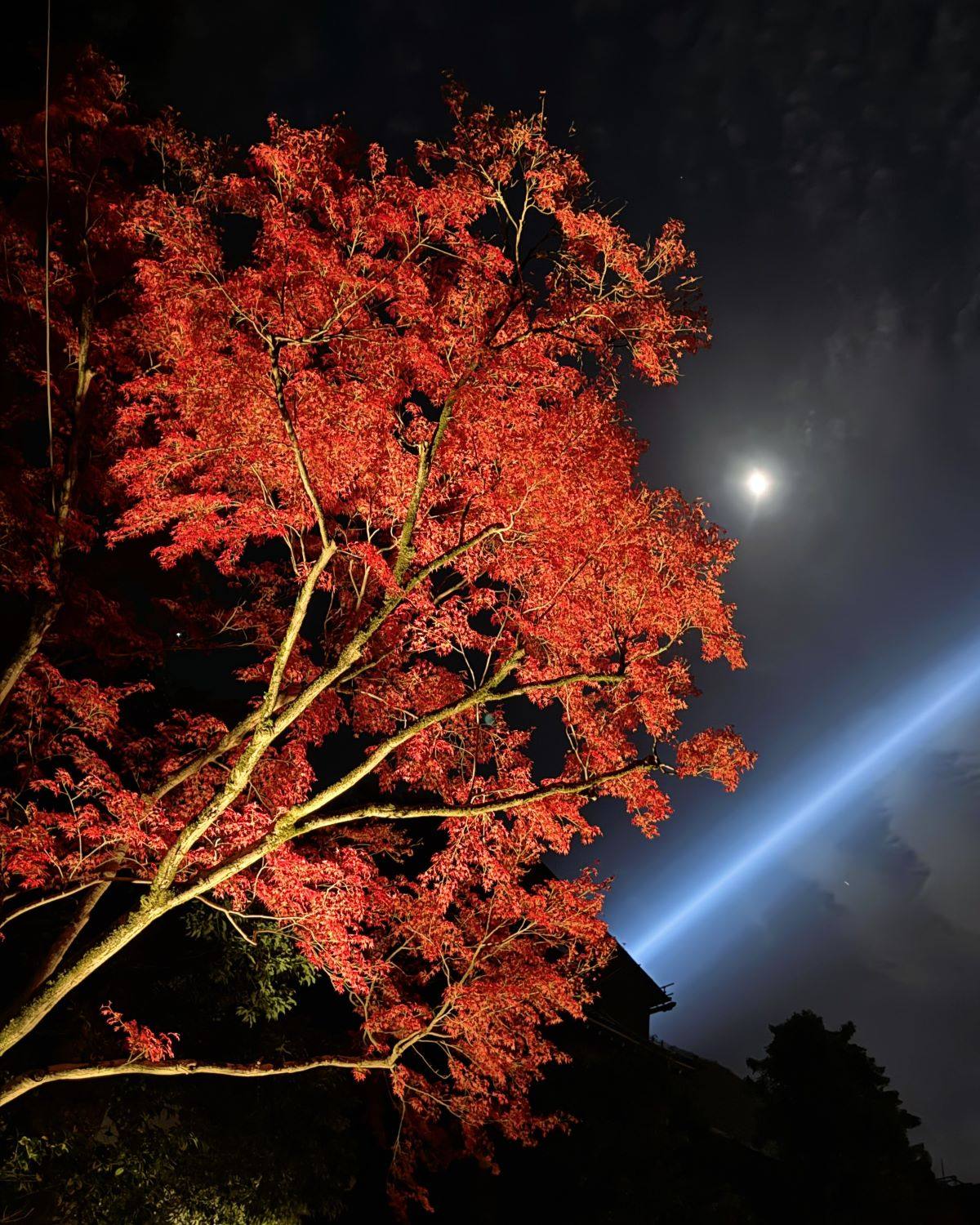 Brightly illuminated red Japanese maple tree beneath a shining moon and iconic blue light beam during autumn night viewing at Kiyomizu-dera Temple in Kyoto, Japan.