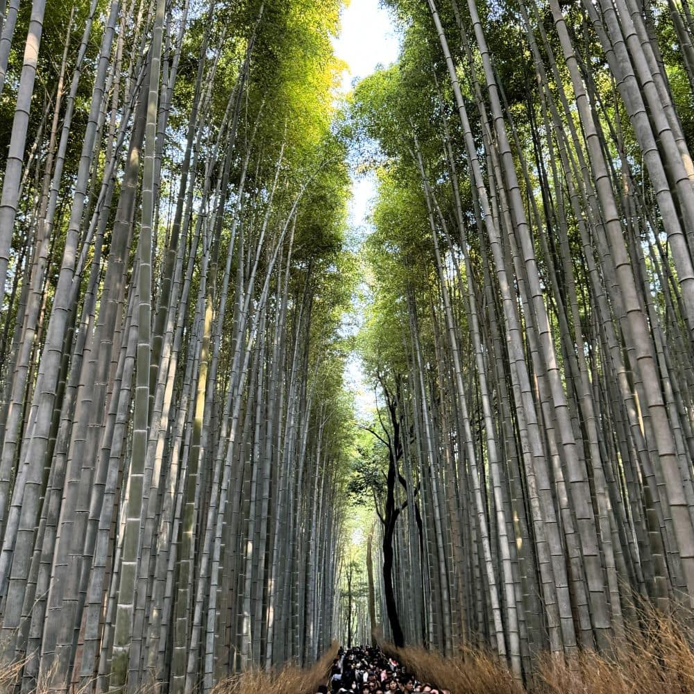 Looking up at towering bamboo stalks and a crowded walking trail inside the famous Sagano Bamboo Forest in Arashiyama, Kyoto, Japan.