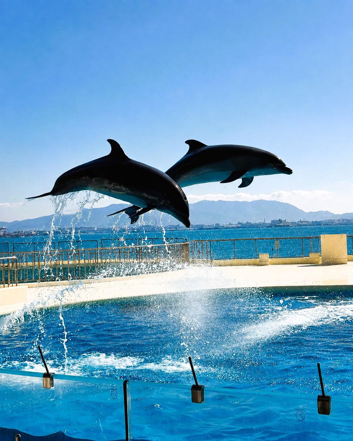 日本福岡 海之中道海洋世界(Marine World Uminonakamichi)的海豚表演,兩隻海豚在水池上方躍起。