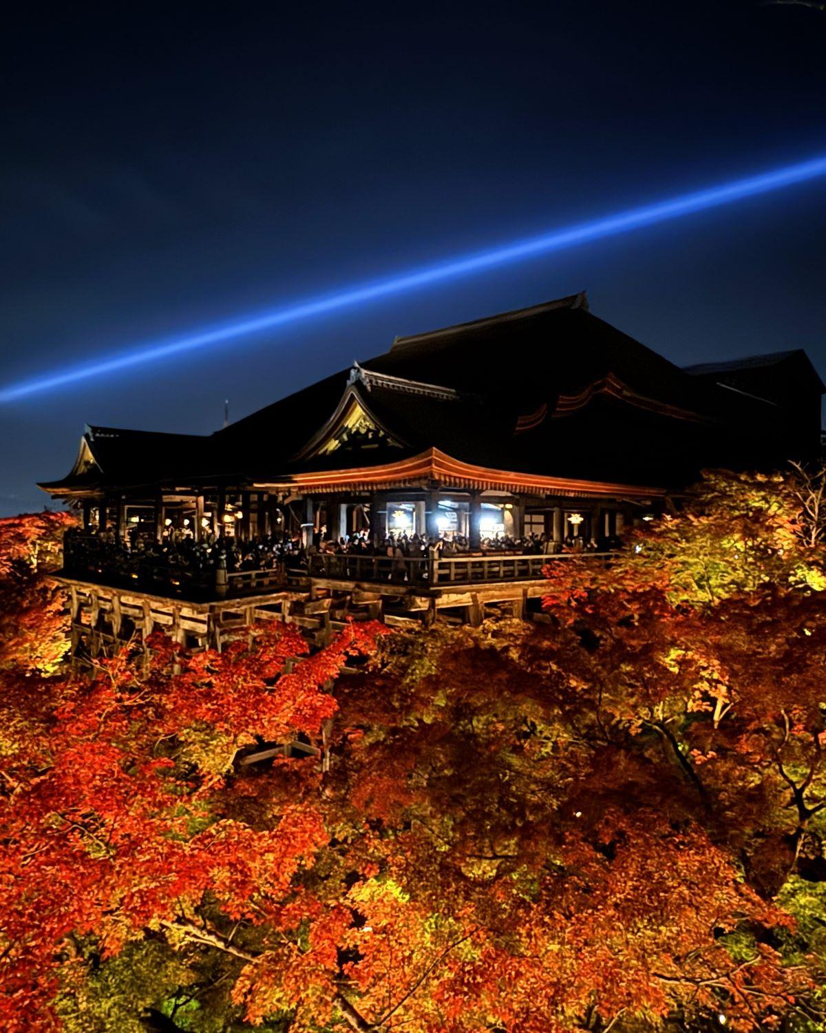 Illuminated wooden main hall stage and red autumn maple leaves under a blue light beam during night viewing at Kiyomizu-dera Temple in Kyoto, Japan.