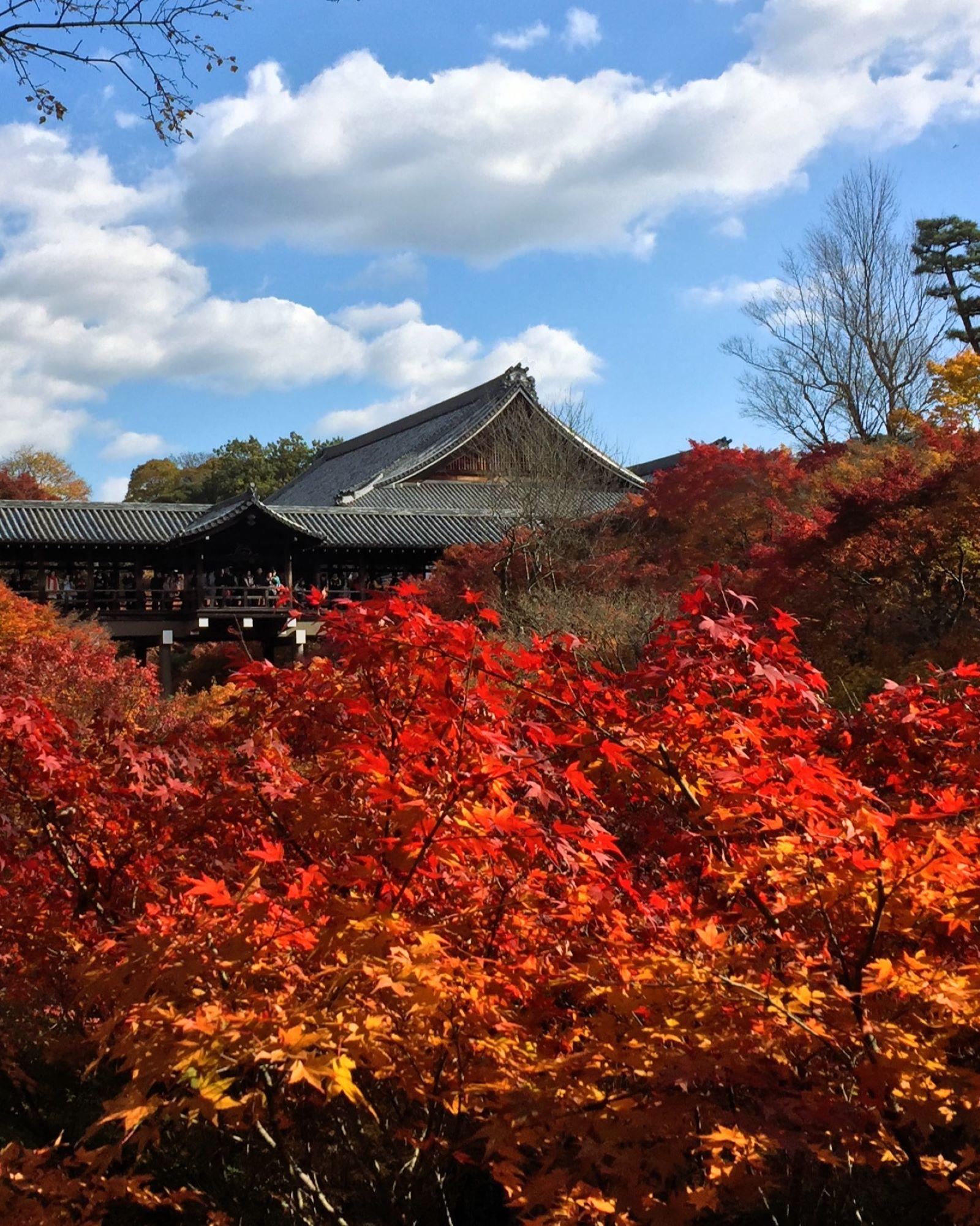 京都東福寺通天橋的紅色秋楓